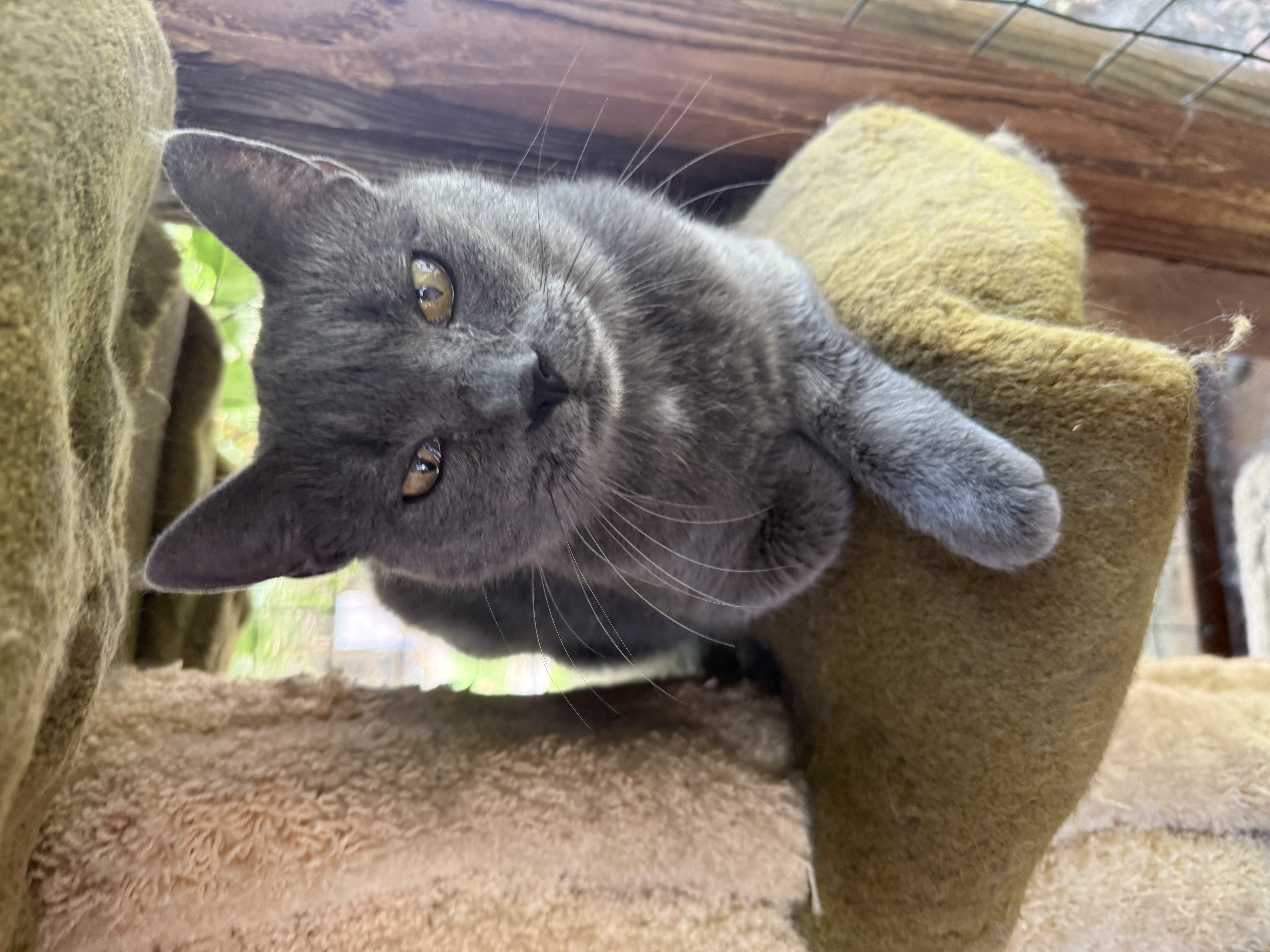 Animal image